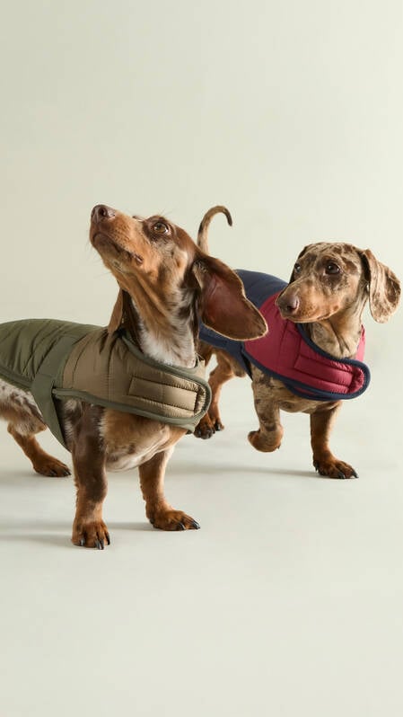 Barbour Dogs